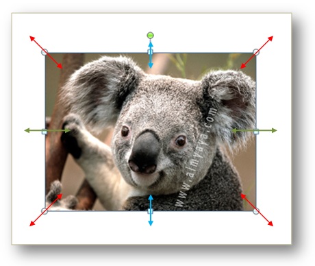 Gambar: Contoh gambar koala yang telah dipilih, dengan tambahan alat bantu untuk drag garis
