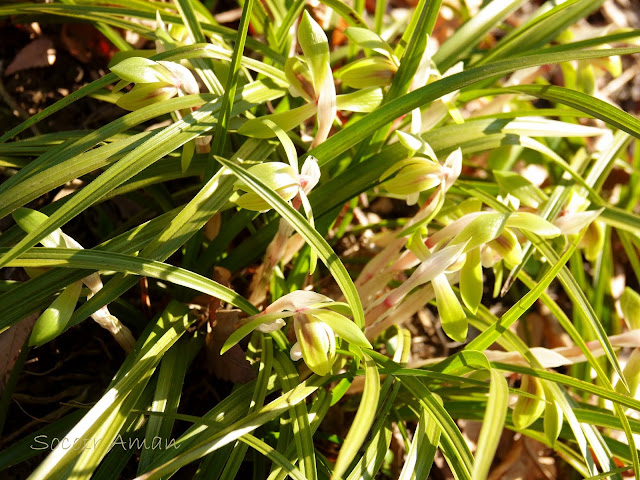 Cymbidium goeringii