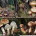 Nấm Thông - Pine mushroom