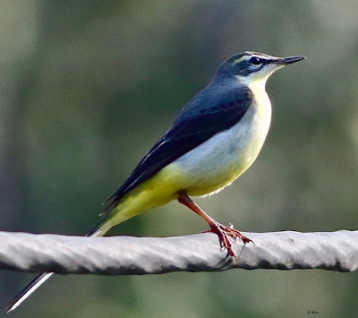 "Gray Wagtail - Motacilla cinerea, winter visitor sitting on a cable."