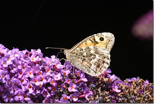Grayling