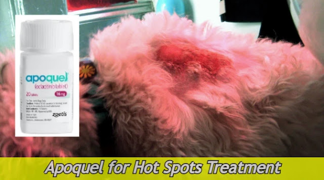 can-apoquel-treat-hot-spots-in-dogs-allergy-treatment-antibiotics