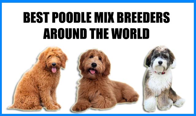 what poodle mix is best