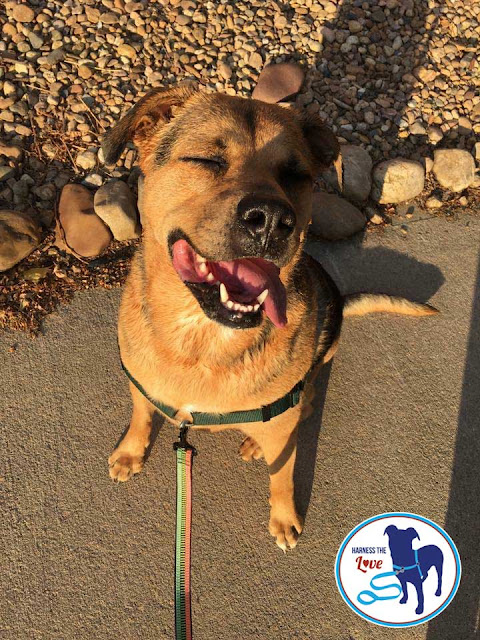 Gorgeous happy brown dog sits on the sidewalk