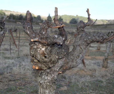 *Avec les Sœurs, Frères de Don Bosco et Amis(es)* : Tailler notre vigne 230427