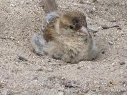 Mandi pasir untuk burung