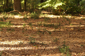 Autumn woodland and Norfolk countryside