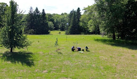 photo of apple tree planting