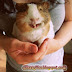 Happy Guinea Pig