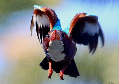 "White-throated Kingfisher - resident, taking off."