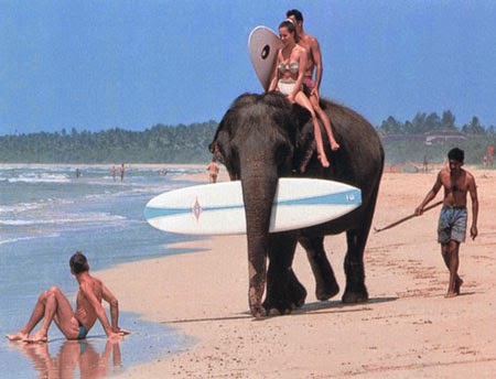 10 Best Adventure Holiday Destinations | Surf in Sri Lanka and you can get an elephant to carry your surf board