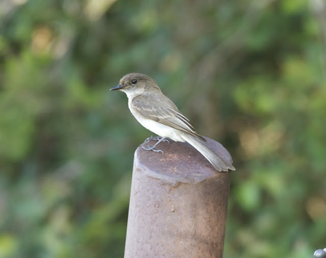 Wild Birds Of Texas