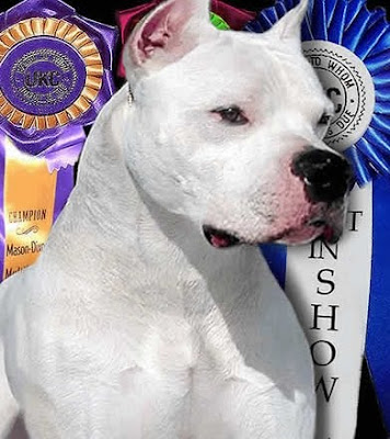 Grand Champion Dogo Argentino