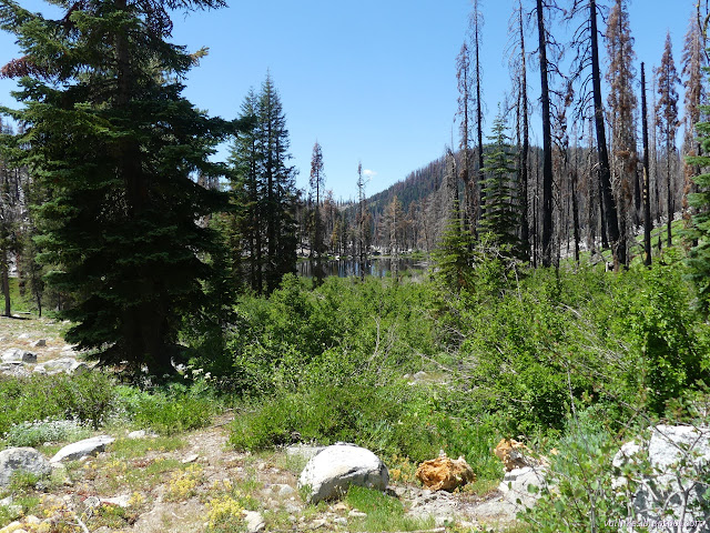 131: lake among burned trees