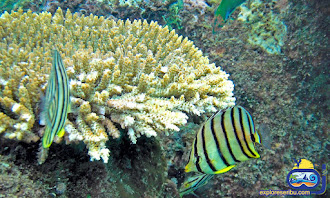 underwater pulau putri