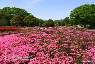 神代植物公園のツツジ園写真