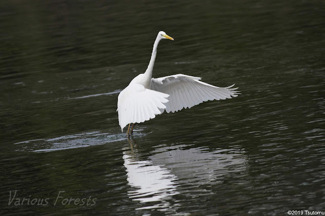 Great Egret