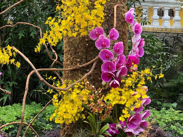 Orquideas no Jardim Lou Lim Ioc - Macau