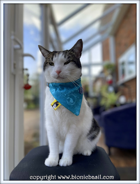 The BBHQ Midweek News Round-Up ©BionicBasil® Melvyn Modelling The Teal Stars Bandana.