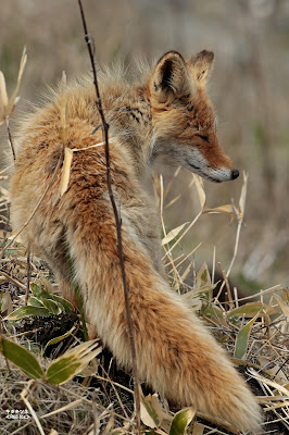 キタキツネ ≪Red fox≫