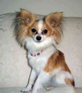 Papillon Dog Breed Cute Pictures Animal Photos