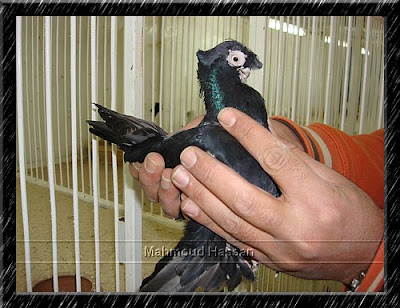 Uzbek Pigeon for sale