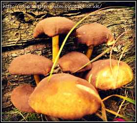fabulous autumn fungi