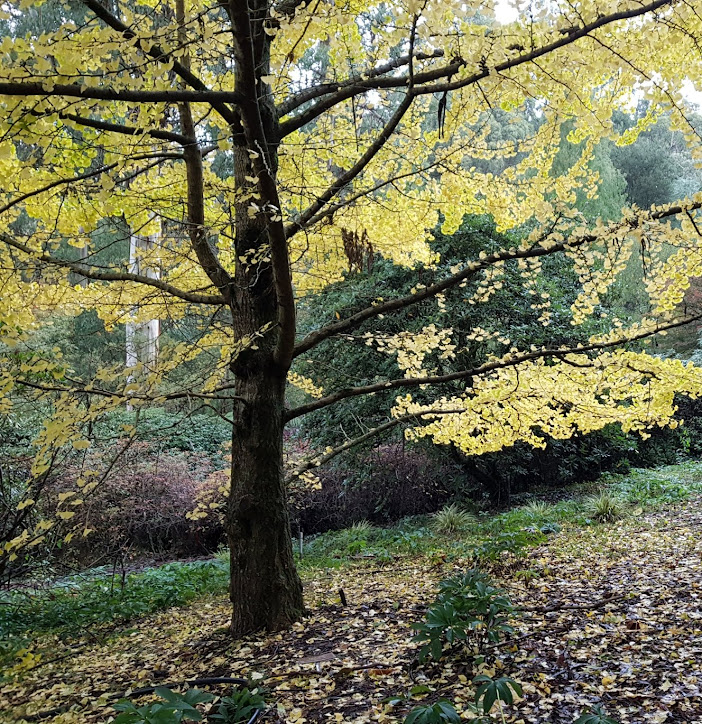 Yellow leaves of the gingko tree.