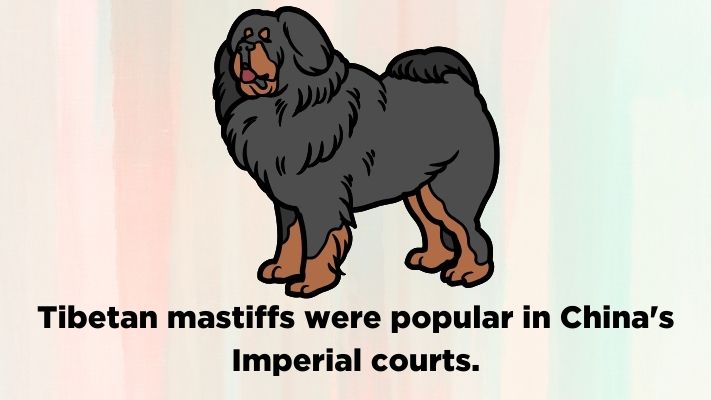 Tibetan mastiffs were popular in China's Imperial courts