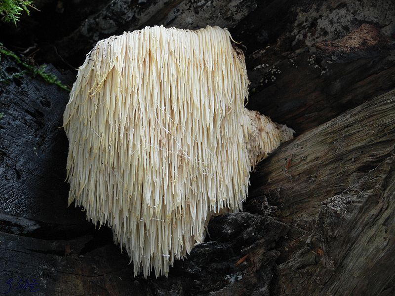 Tooth fungi are 2011