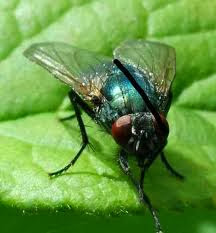 بالصور- طريقة سهلة للتخلص من الذباب نهائيا بدون المبيدات الحشرية - ذبابة دبانة حشرة - fly