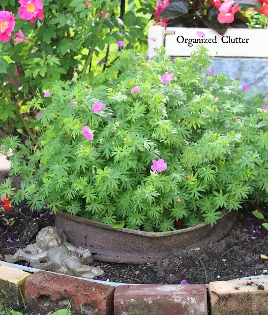 Photo of garden plants in rusty containers.