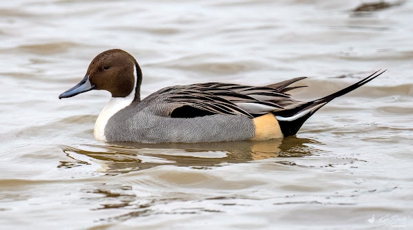 Pintail