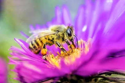 मधुमक्खी पालन क्या है। मधुमक्खी पालन पर निबंध
