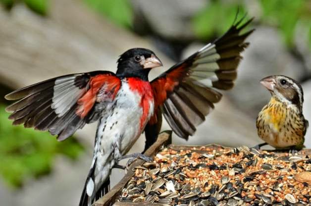 Aves de El Salvador