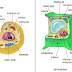 Cara Mudah Mengingat Bagian Dan Fungsi Sel