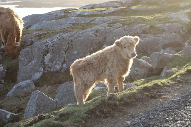 Highland cows Hushinish Beach Harris