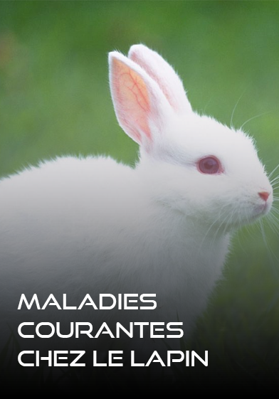 Maladie_courante_chez_les_lapins - WWW.VETBOOKSTORE.COM