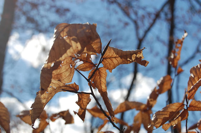 Beech Leaves in Winter Southeastern Tennessee