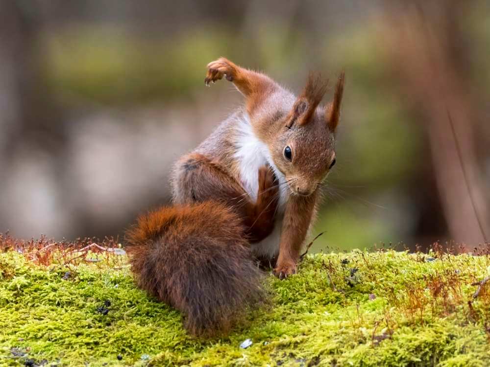 The Top 10 Photos Of The Comedy Wildlife Photography Awards 2017