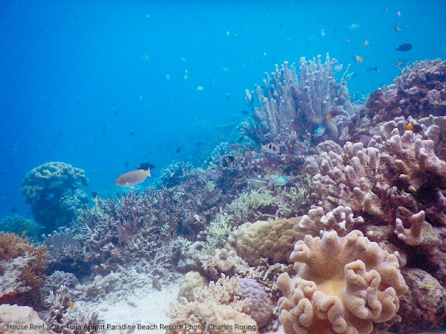 Coral reef and fish in Raja Ampat islands of West Papua.