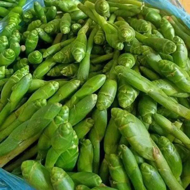 Hoa gừng Tây Bắc