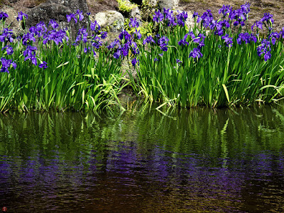 Kakitsubata (Iris laevigata) flowers: Kaizo-ji