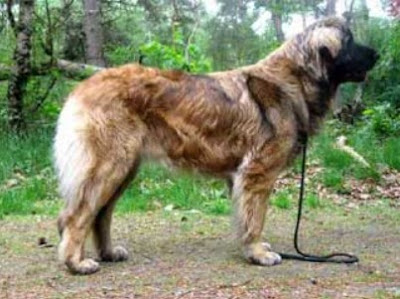 레온베르거-Leonberger