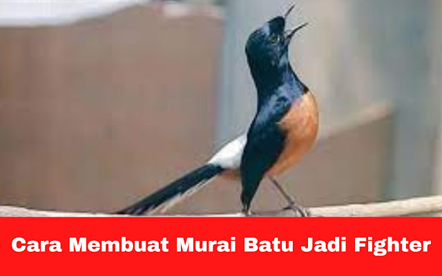 cara-membuat-murai-batu-jadi-fighter