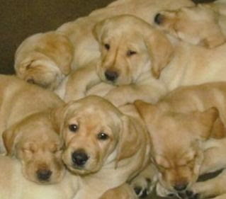 a pile of mostly sleeping yellow Lab pups