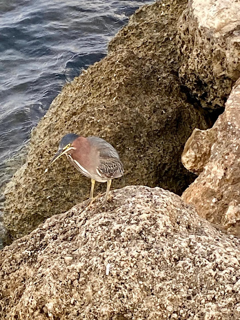 bird on rocks