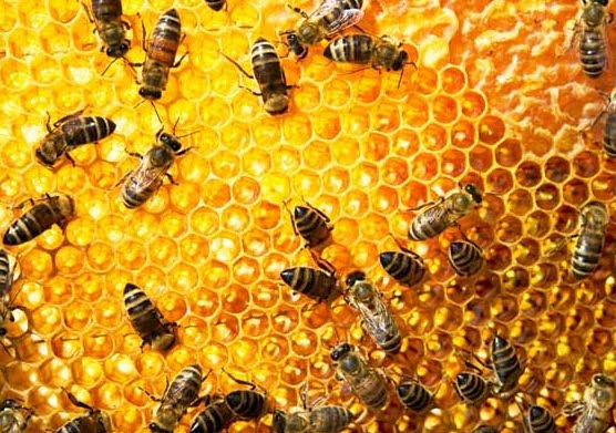 KrilMohd's blog: khasiat madu dan cara mengamalkannya.