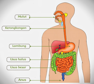 Kunci Jawaban Buku Tematik Siswa Kelas 5 Tema 3 Pembelajaran 2 Subtema 1 Bagaimana Tubuh Mengolah Makanan Halaman 12 13 15 16 17 19