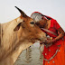 Ever Wondered Why A Cow Is Considered ‘Holy’ In Hinduism?